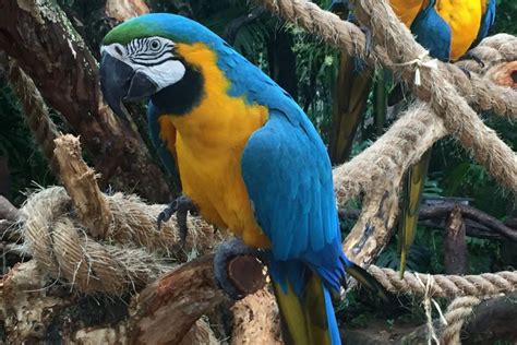  Parque das Aves: Lentoystävälliset linnut ja Amazonin sademetsän taika!